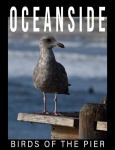 Oceanside Seagull Standing