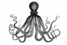 Octopus Octopus Vintage Art