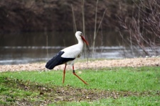 Stork, Large Bird