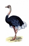Ostrich Vintage Clip Art