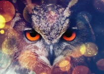 Owl, Eyes, Look, Bird