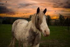 Horse, Sunset