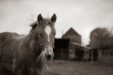 Horse, Black And White Photo