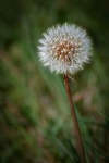 Dandelion, Withered