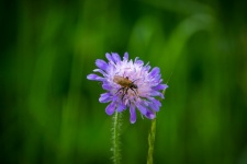 Purple Flower, Meadow Crown, Insect