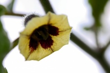 Pale Yellow Cape Gooseberry Blossom