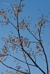 Pale Yellow Syringa Seeds On Tree