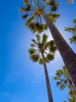 Palm Trees From Below