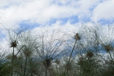 Papyrus Plumes Against The Sky
