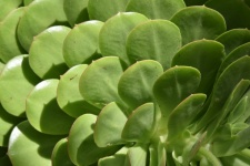 Pattern Of A Jade Plant