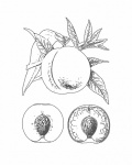 Peaches Fruit Drawing Clipart