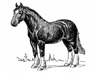 Horse Vintage Illustration
