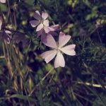 Phlox, Beautiful Flower