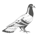 Pigeon Illustration Art