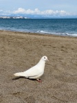 Pigeon On The Beach