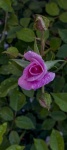 Pink Rose Wet With Rain
