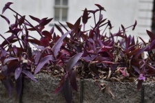 Purple Plant Background