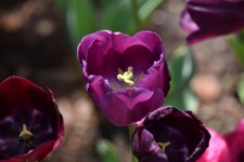 Purple Tulip Closeup