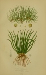 Quillwort Vintage Grass