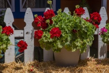 Red Flowers In A Pot