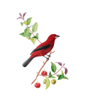 Red Tanager Bird Vintage Art