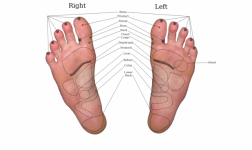 Reflexology Chart On Real Feet