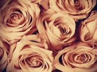 Retro Photo Of Roses Flowers