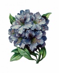 Rhododendron Vintage Flower Art