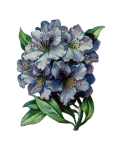 Rhododendron Vintage Flower Art