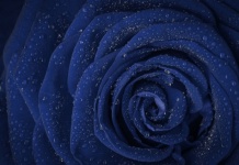 Rose Blossom Flower Blue