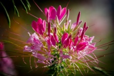 Pink Flower, Cleome Spinosa