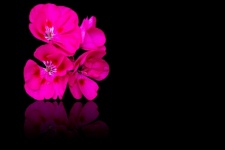 Pink Flower, Pink Geranium