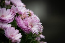 Pink Flowers, Chrysanthemums