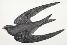 Swallow Bird Vintage Illustration
