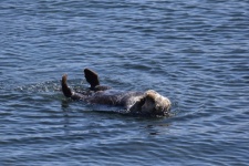 Sea Otter On Back