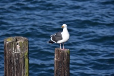 Seagull On Pier Piling