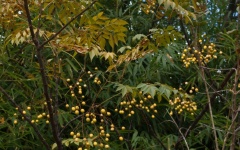 Seeds & Yellowing Leaves On Syringa