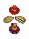 Shell Seashell Vintage Art