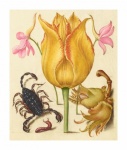 Scorpio Flower Vintage Art