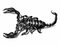 Scorpio Vintage Illustration