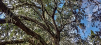 Spanish Moss Tree
