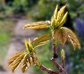 Sprouting Sycamore Buds