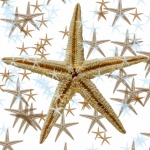 Starfish Background
