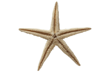 Starfish Skeleton