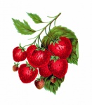 Strawberries Vintage Art