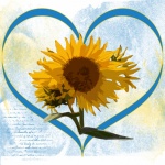 Sunflower And Heart Background