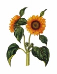 Sunflower Vintage Art Illustration