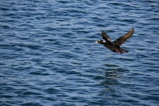 Surf Scoter Flying Off Sea Surface