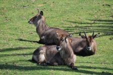 Three Antelopes On The Grass