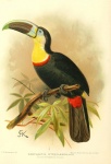 Toucan Bird Vintage Art